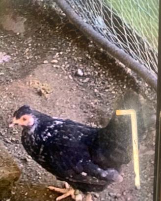 Galline miste