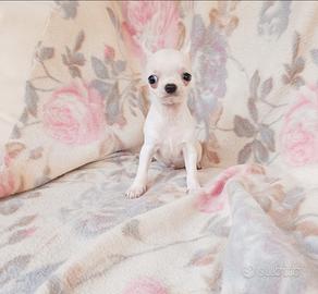 Chihuahua bianco