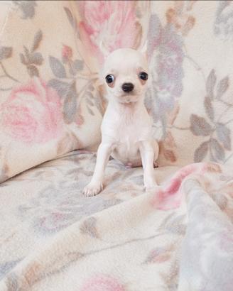 Chihuahua bianco