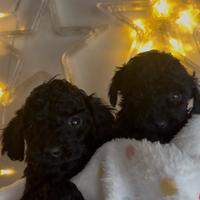 Cuccioli di barboncino