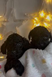 Cuccioli di barboncino