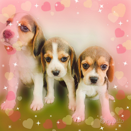 Beagle pedigree ENCI