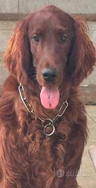 Setter irlandese