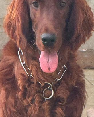 Setter irlandese