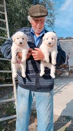 cuccioli di maremmano