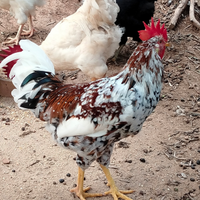 Coppia di Galline Millefiori di Lovigo