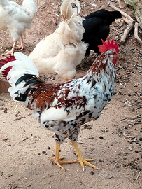Coppia di Galline Millefiori di Lovigo