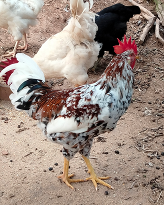 Coppia di Galline Millefiori di Lovigo