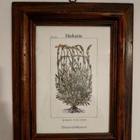 4 quadri stampe botanica “Discorsi del Mattioli” 