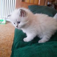 Siberiano Neva Masquerade