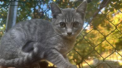 Gattina grigia dolce