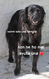 GEMMA 8 ANNI taglia media piccola