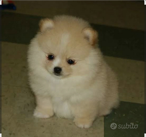 Volpino Spitz tedesco