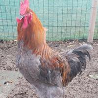 Giovane gallo marans grigio blue