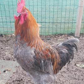 Giovane gallo marans grigio blue