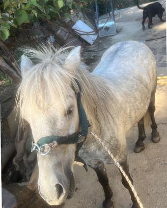 Pony maschio