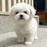 Cucciolo di maltese