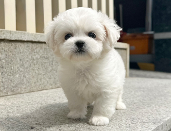 Cucciolo di maltese