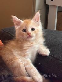 Maine coon cuccioli