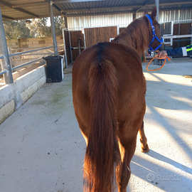 Cavalla da sella smazzettata