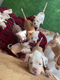 Cuccioli bulldog americano