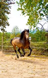 Cavallo Frisone/lusitano 