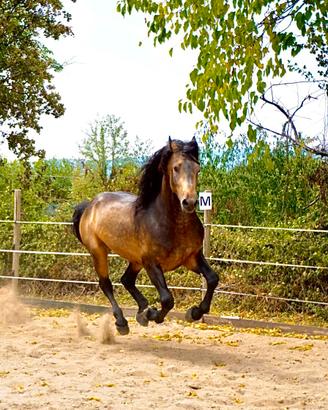 Cavallo Frisone/lusitano 