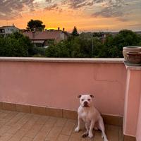 Cane da monta