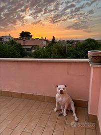 Cane da monta