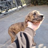 Cuccioli di 1 mese e mezzo