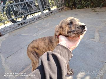 Cuccioli di 1 mese e mezzo