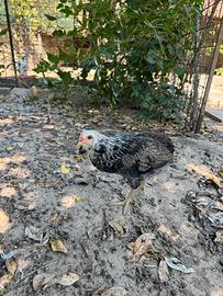 Pulcini marans,olivegger ,auraucana