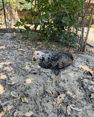 Pulcini marans,olivegger ,auraucana
