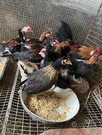 Galli e galline ornamentali