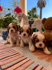 Cavalier king Ciarles Spaniel tricolor e blenheim