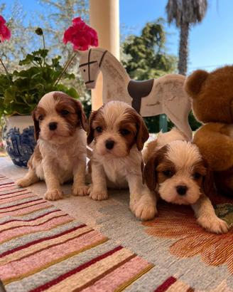 Cavalier king Ciarles Spaniel tricolor e blenheim