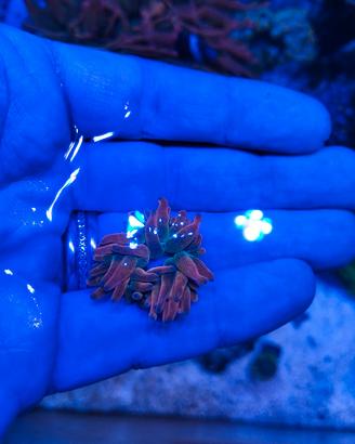 Anemoni quadricolor