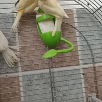 CANARINI Gialli e Bianchi