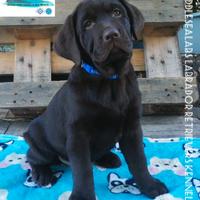 Cuccioli di labrador retrievers colore chocolate