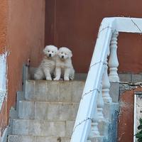 Cuccioli di maremmano