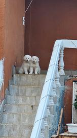 Cuccioli di maremmano