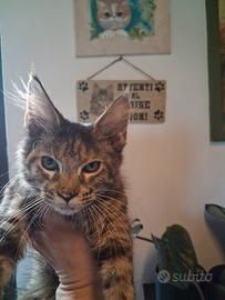 maine coon cucciolo femmina