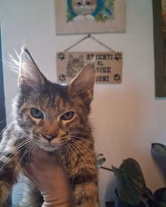 maine coon cucciolo femmina