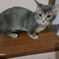 Gattini Munchkin 4 mesi