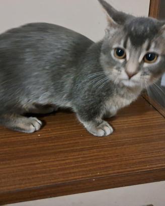 Gattini Munchkin 4 mesi