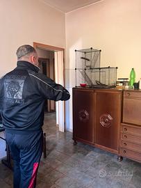 Calopsite allevata a mano