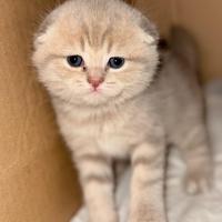 Gattini Scottish Fold e Straight