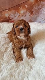 Maltipoo bicolor