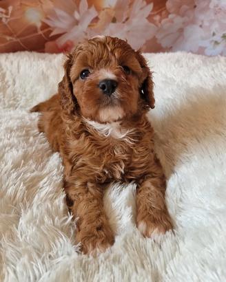 Maltipoo bicolor