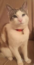 Gatto carino